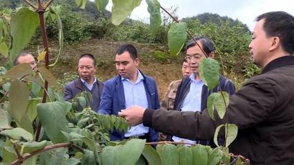 绥阳:“国家金银花种植综合标准化示范区”项目通过验收