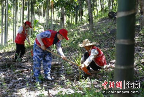 三亚抱安村设立中药材苗木栽植种植示范基地