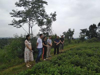 游仙区基层委员会邀请专家学者到游仙区凤凰乡指导中草药种植