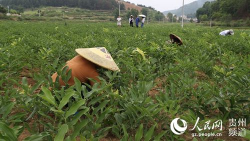 贵州玉屏6000亩中药材种植助推乡村振兴